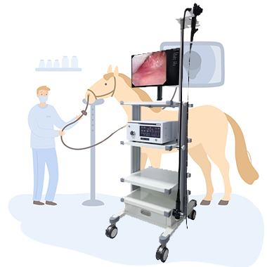 Animal endoscopes for gastrointestinal examination, respiratory examination endoscopes